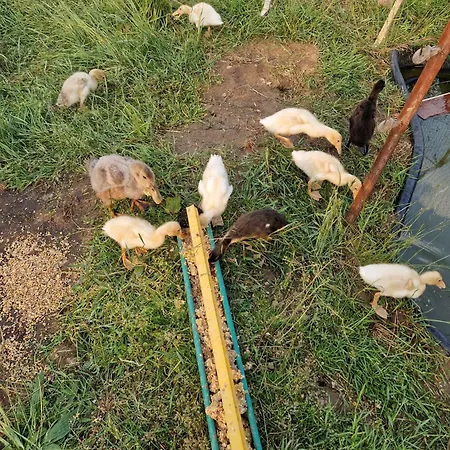 Tiny Bauernhof Plau * 普劳西