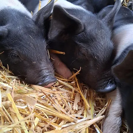 Tiny Bauernhof Plau 普劳西